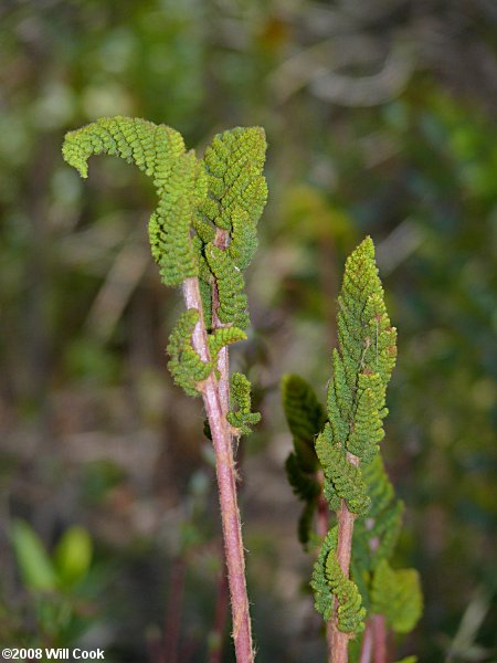 Osmundastrum cinnamomea (Cinnamon Fern)