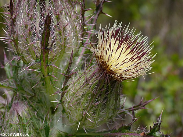 Yellow Thistle (Cirsium horridulum)