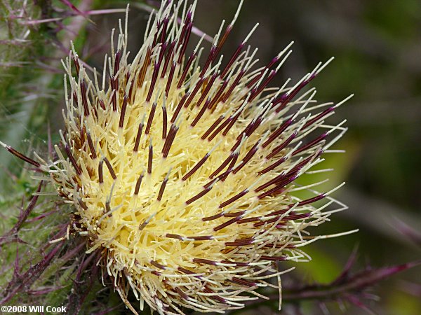 Yellow Thistle (Cirsium horridulum)