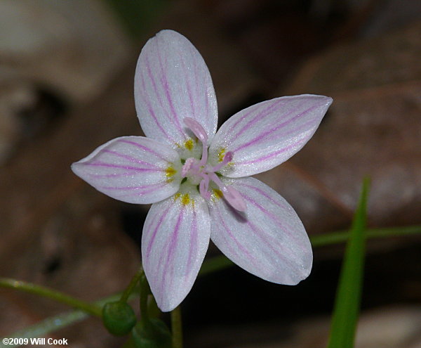 Claytonia virginica (Virginia Spring-beauty)