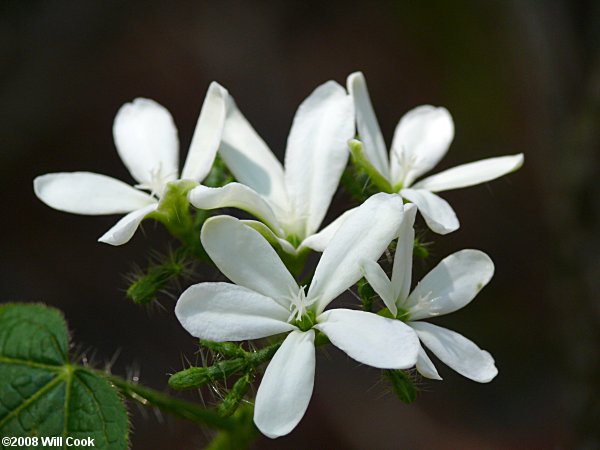 Tread-softly (Cnidoscolus stimulosus)