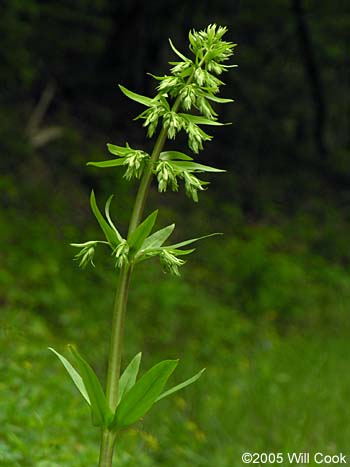 Frasera caroliniensis (American Columbo)