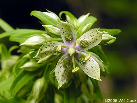 Frasera caroliniensis (American Columbo)
