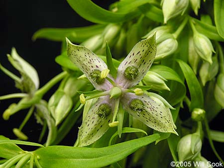 Frasera caroliniensis (American Columbo)