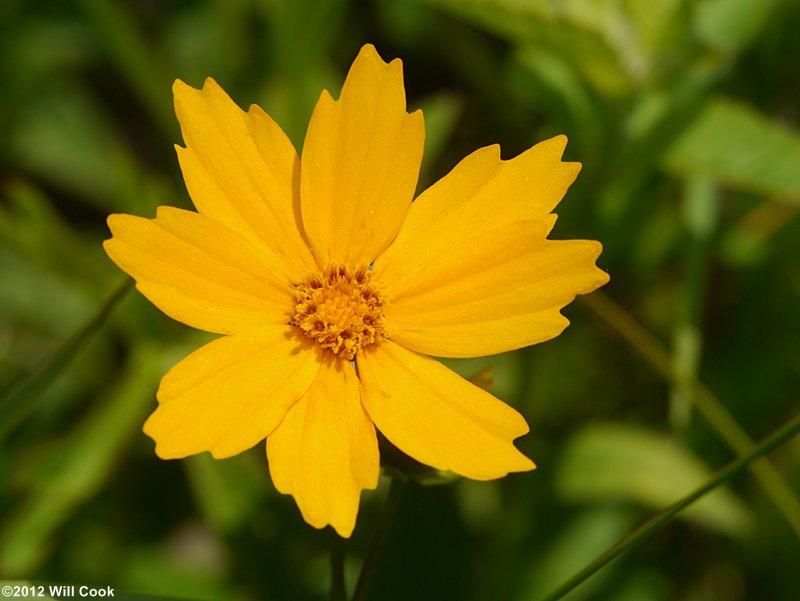 Large-flowered Coreopsis (Coreopsis grandiflora)