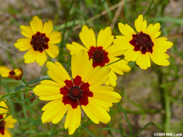 Plains Coreopsis (Coreopsis tinctoria var. tinctoria)