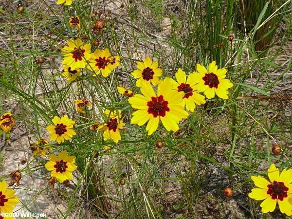Plains Coreopsis (Coreopsis tinctoria var. tinctoria)