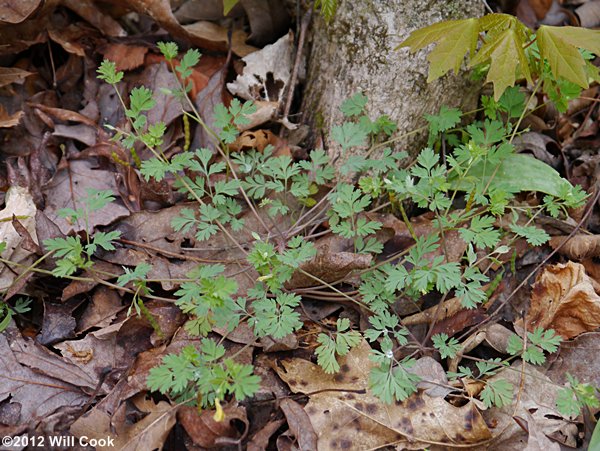 Short-spurred Corydalis - Corydalis flavula