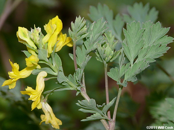 Short-spurred Corydalis - Corydalis flavula