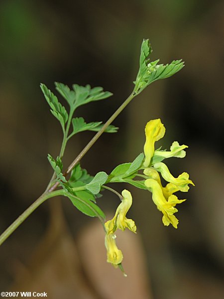 Short-spurred Corydalis - Corydalis flavula