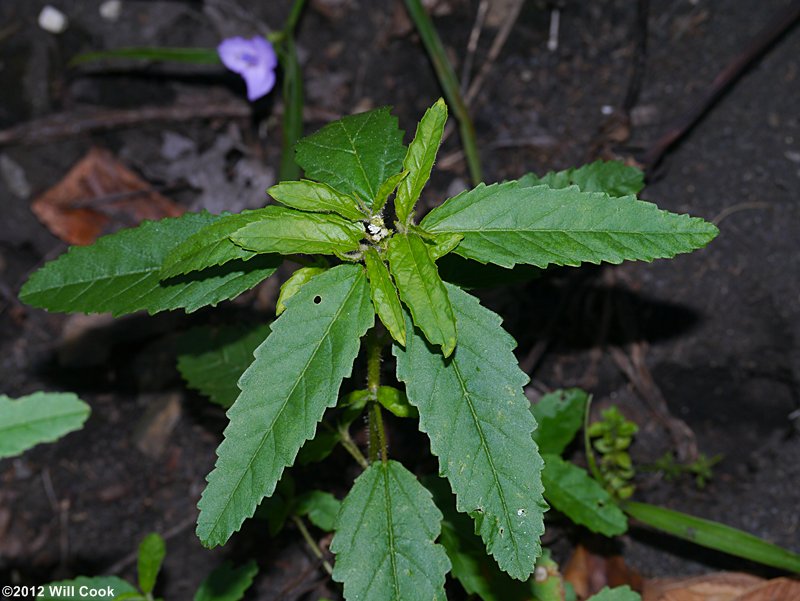 Tropic Croton, Tooth-leaved Croton - Croton glandulosus var. septentrionalis