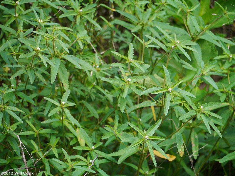 Tropic Croton, Tooth-leaved Croton - Croton glandulosus var. septentrionalis