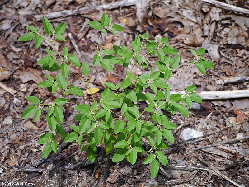 Prairie-tea, One-seed Croton - Croton monanthogynus