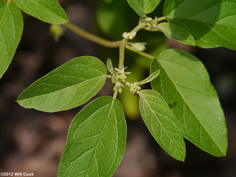 Prairie-tea, One-seed Croton - Croton monanthogynus