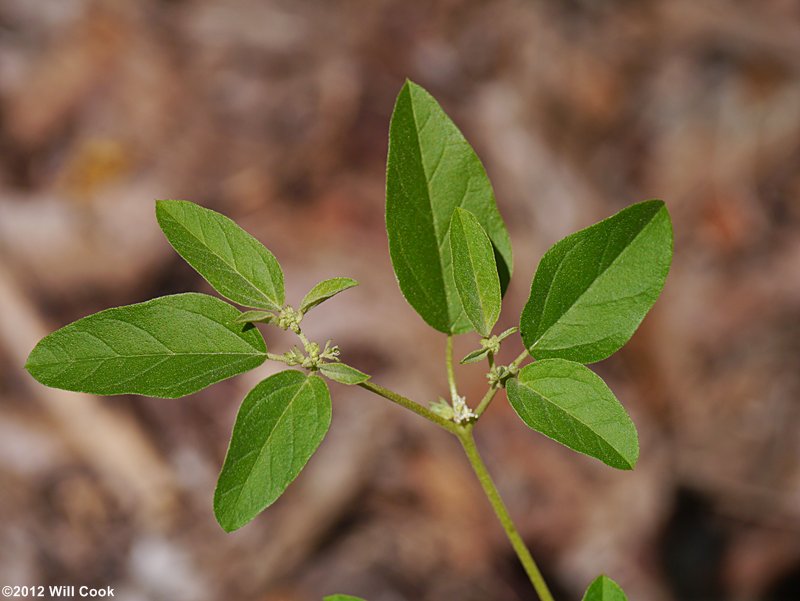 Prairie-tea, One-seed Croton - Croton monanthogynus