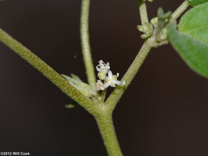 Prairie-tea, One-seed Croton - Croton monanthogynus