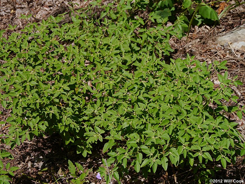 Prairie-tea, One-seed Croton - Croton monanthogynus