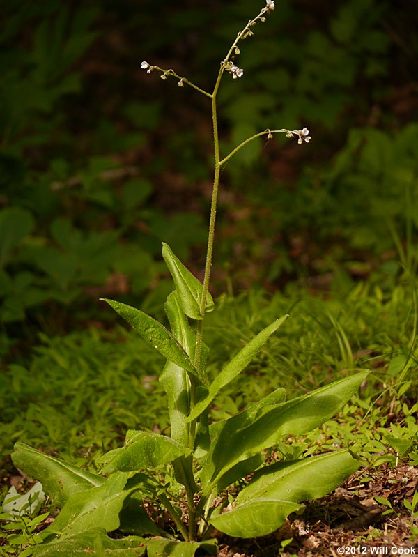 Wild Comfrey - Cynoglossum virginianum