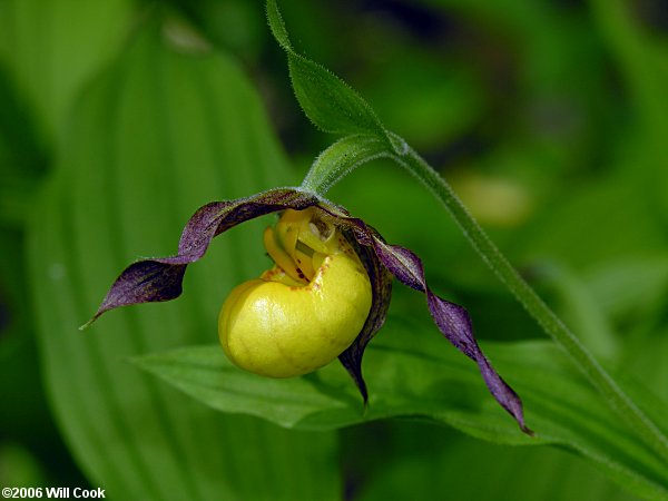 Cypripedium parviflorum var. parviflorum (Small Yellow Lady's-slipper)