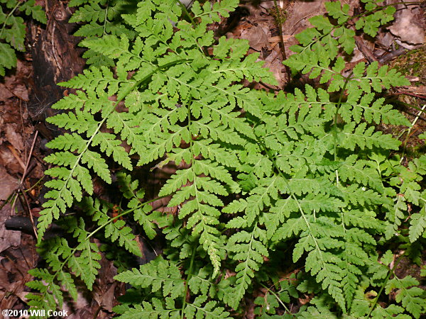 Lowland Bladder Fern (Cystopteris protrusa)