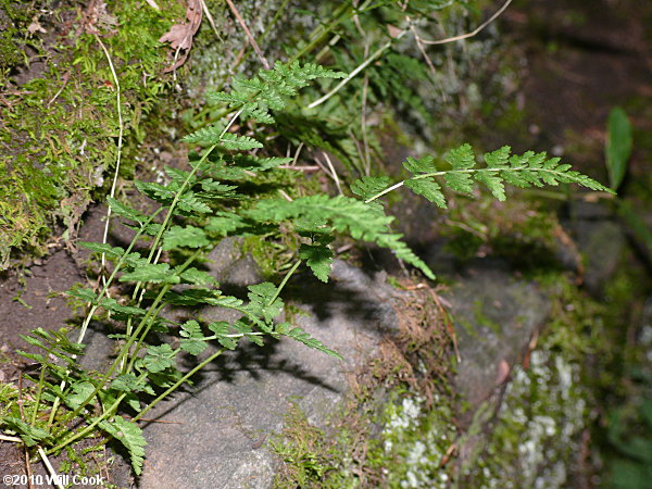 Lowland Bladder Fern (Cystopteris protrusa)