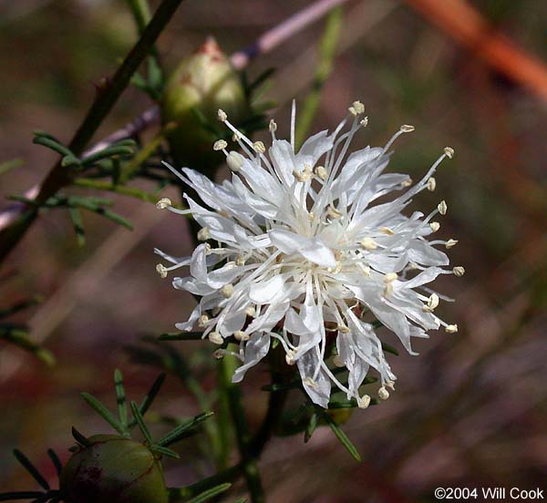 Dalea pinnata (Summer-farewell)