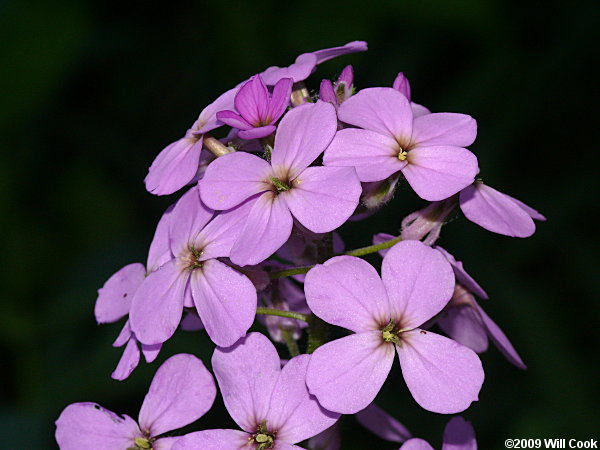 Dame's Rocket (Hesperis matronalis)