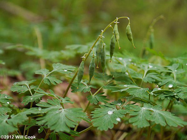 Dutchman's Breeches (Dicentra cucullaria)