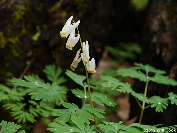 Dutchman's Breeches (Dicentra cucullaria)