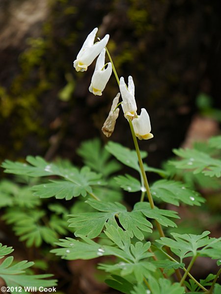 Dutchman's Breeches (Dicentra cucullaria)