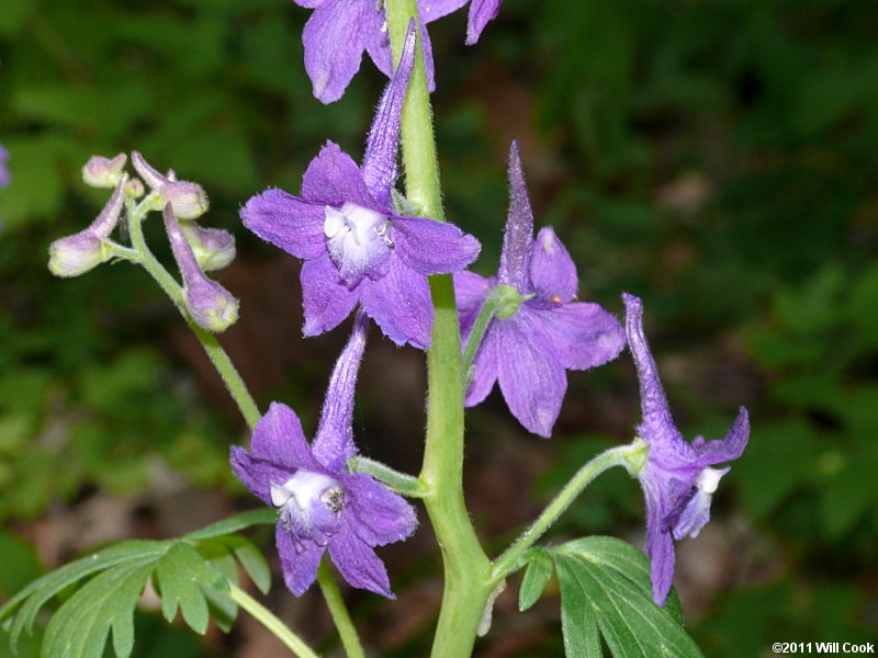 Dwarf Larkspur (Delphinium tricorne)