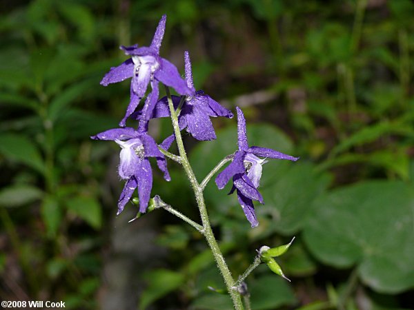 Dwarf Larkspur (Delphinium tricorne)