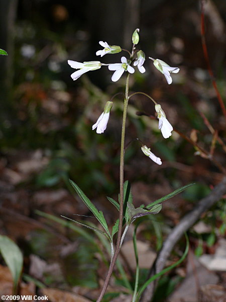 Dissected Toothwort - Cardamine dissecta