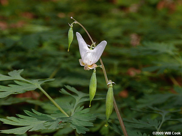 Dutchman's Breeches (Dicentra cucullaria)