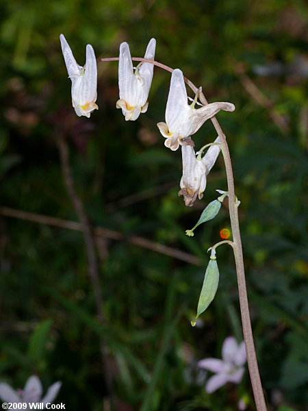 Dutchman's Breeches (Dicentra cucullaria)