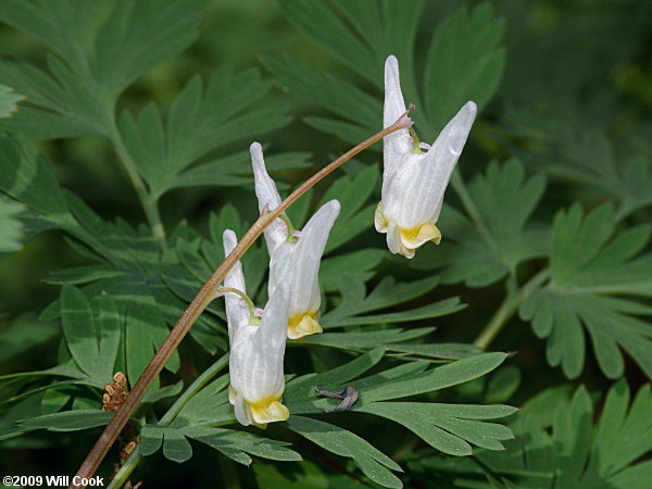 Dutchman's Breeches (Dicentra cucullaria)