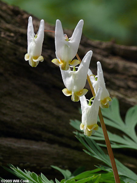 Dutchman's Breeches (Dicentra cucullaria)