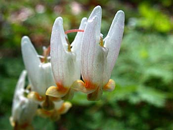 Dutchman's Breeches (Dicentra cucullaria)