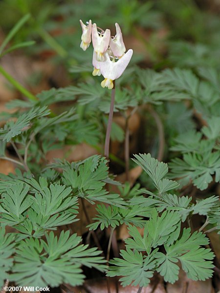 Dutchman's Breeches (Dicentra cucullaria)