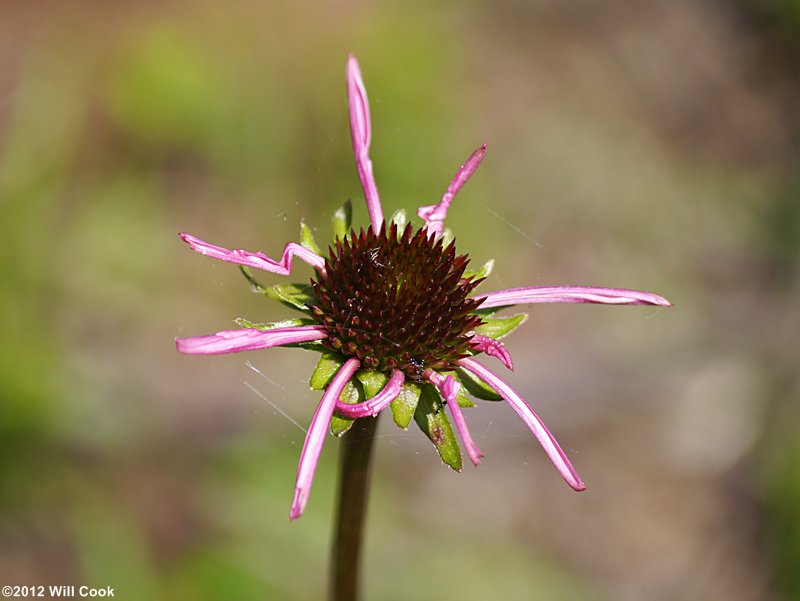 Smooth Coneflower (Echinacea laevigata)