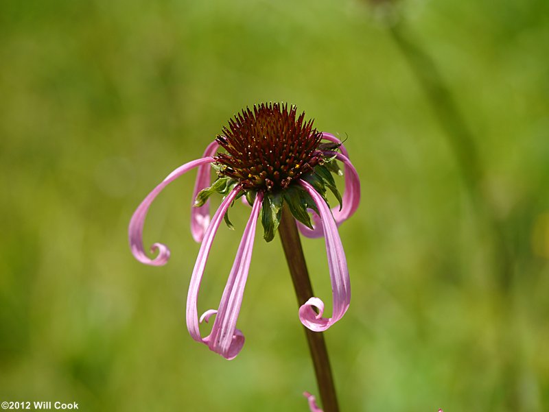 Smooth Coneflower (Echinacea laevigata)