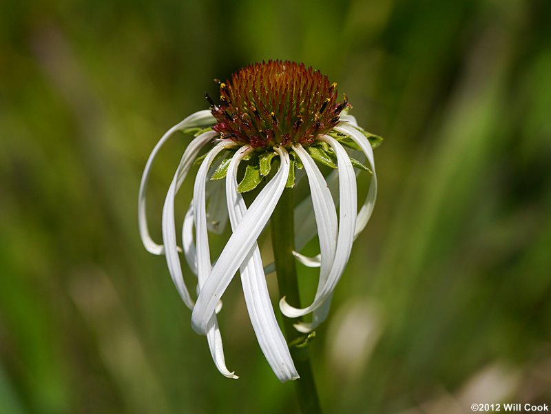 Smooth Coneflower (Echinacea laevigata)