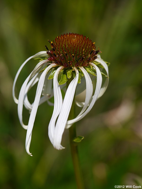 Smooth Coneflower (Echinacea laevigata)