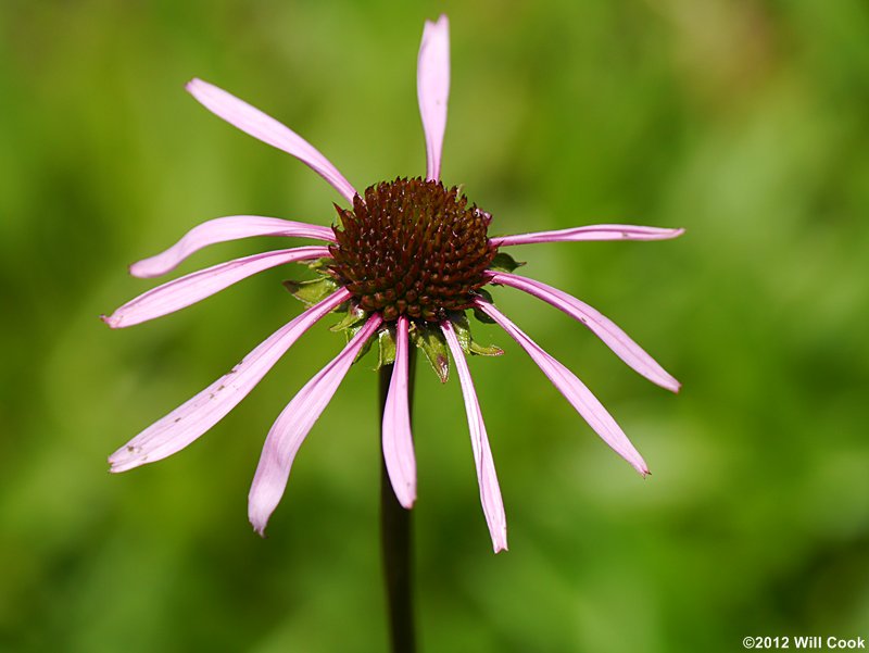 Smooth Coneflower (Echinacea laevigata)