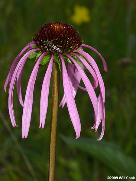 Smooth Coneflower (Echinacea laevigata)