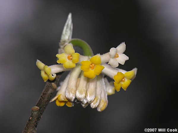 Edgeworthia chrysantha (Oriental Paperbush) 'Gold Rush'