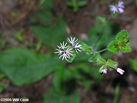 Elephantopus tomentosus (Elephant's-foot)