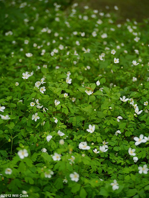 Isopyrum, False Rue-anemone (Enemion biternatum)