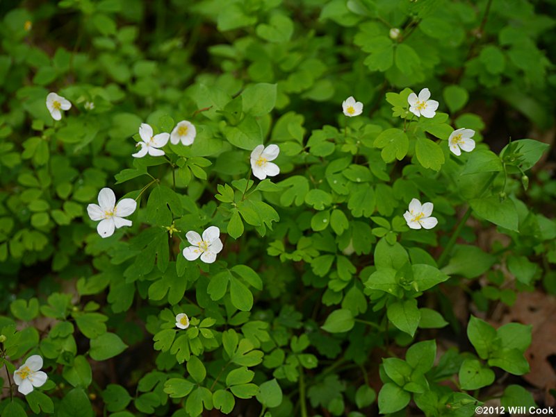 Isopyrum, False Rue-anemone (Enemion biternatum)