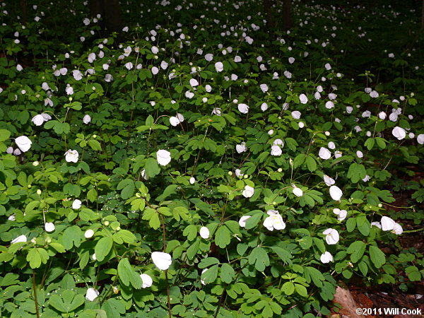 Isopyrum, False Rue-anemone (Enemion biternatum)